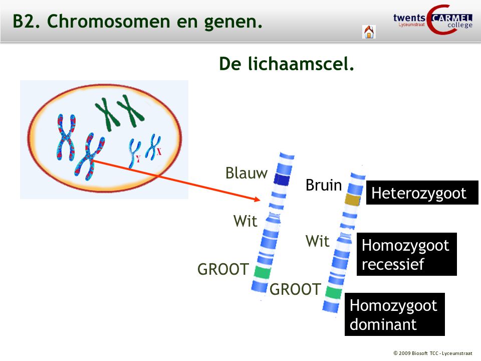 B2. Chromosomen en genen. De lichaamscel. Blauw Bruin Heterozygoot Wit