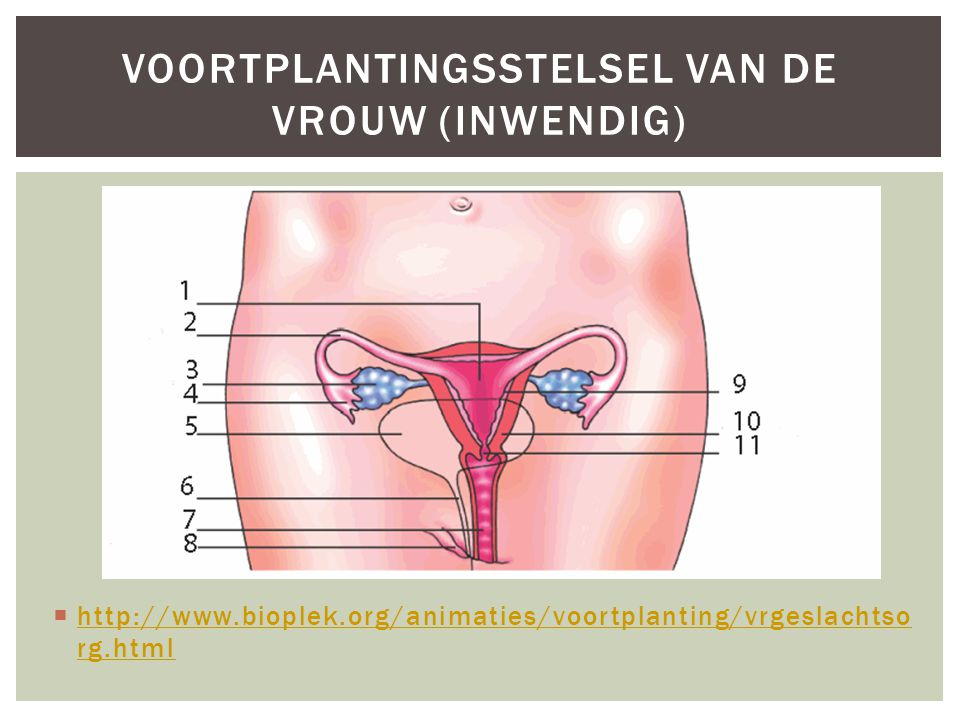 Voortplantingsstelsel van de vrouw (inwendig)