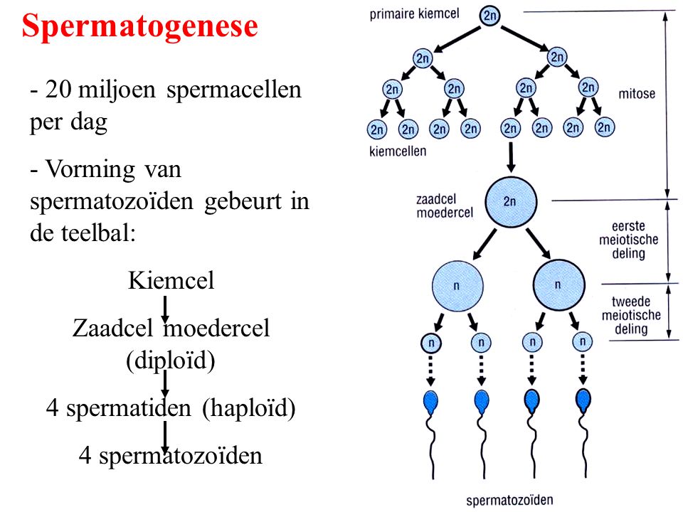 Spermatogenese - 20 miljoen spermacellen per dag