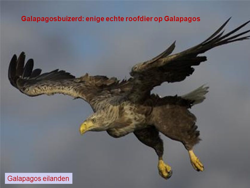 Galapagosbuizerd: enige echte roofdier op Galapagos