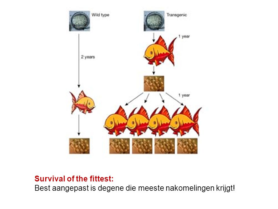 Survival of the fittest: