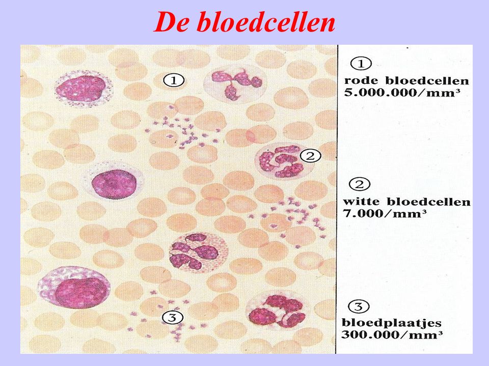 De bloedcellen