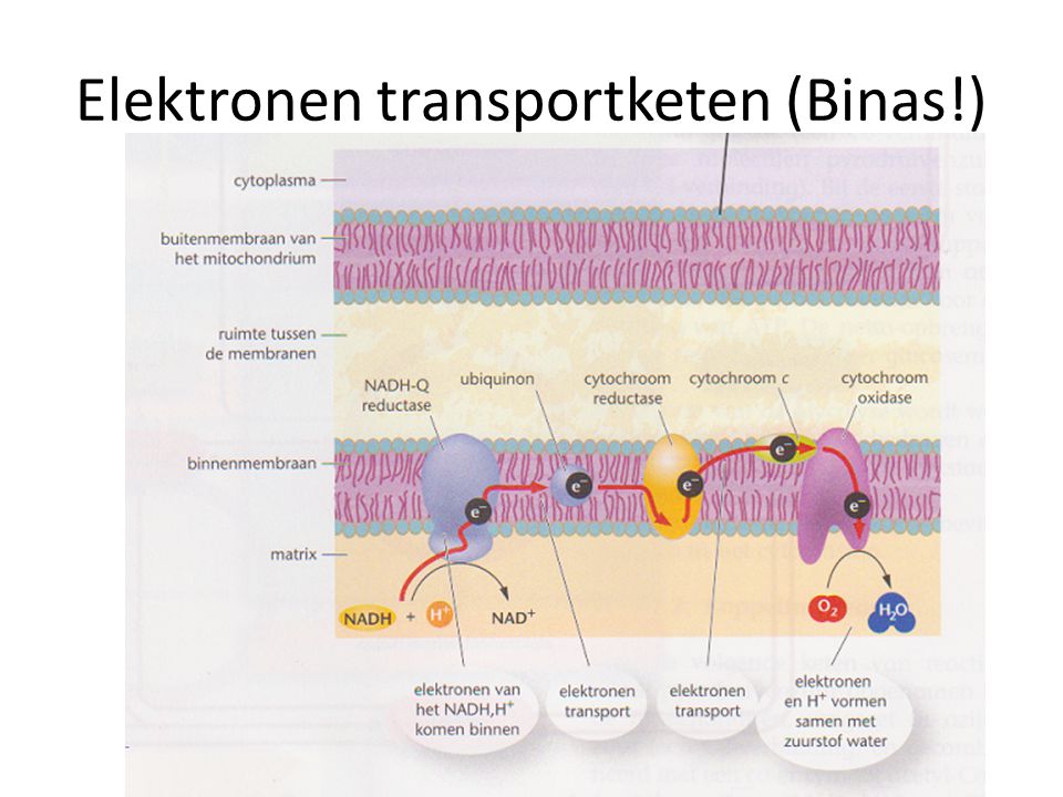 Elektronen transportketen (Binas!)