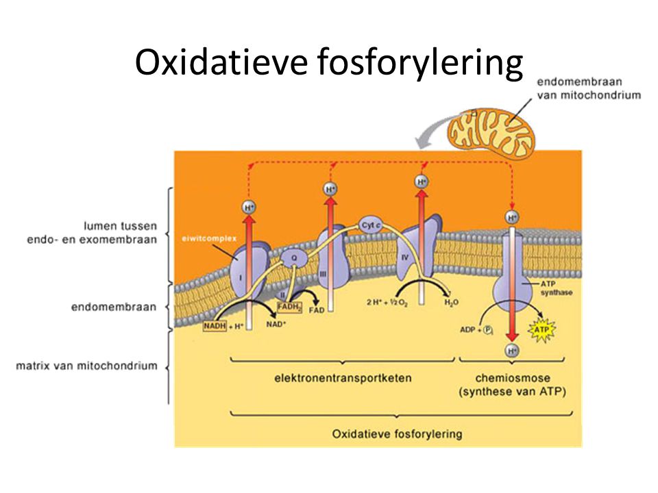 Oxidatieve fosforylering