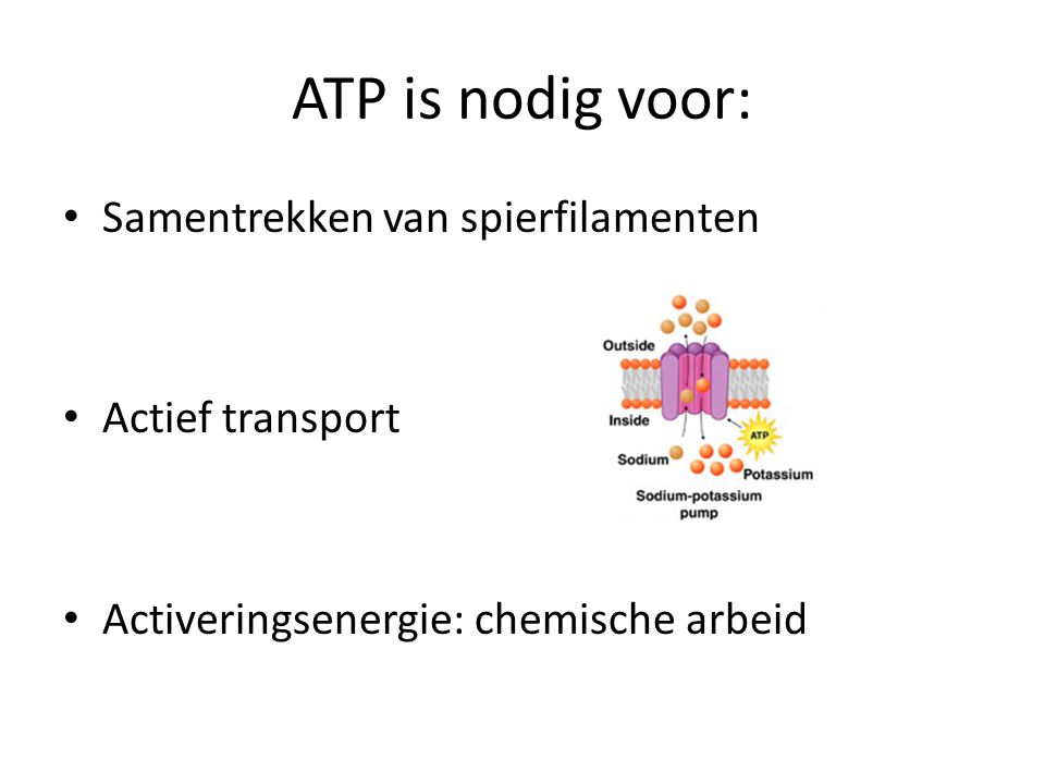 ATP is nodig voor: Samentrekken van spierfilamenten Actief transport