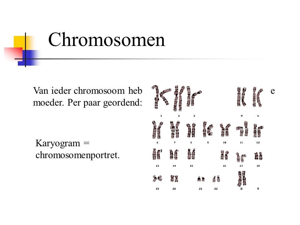Chromosomen Van ieder chromosoom heb je één van je vader en één van je moeder.