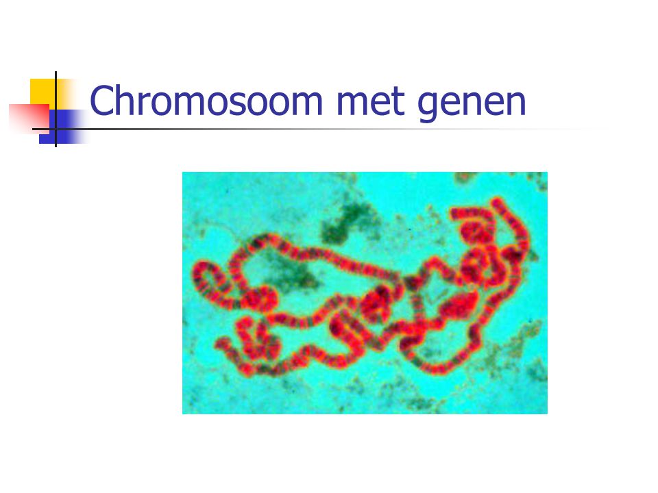 Chromosoom met genen