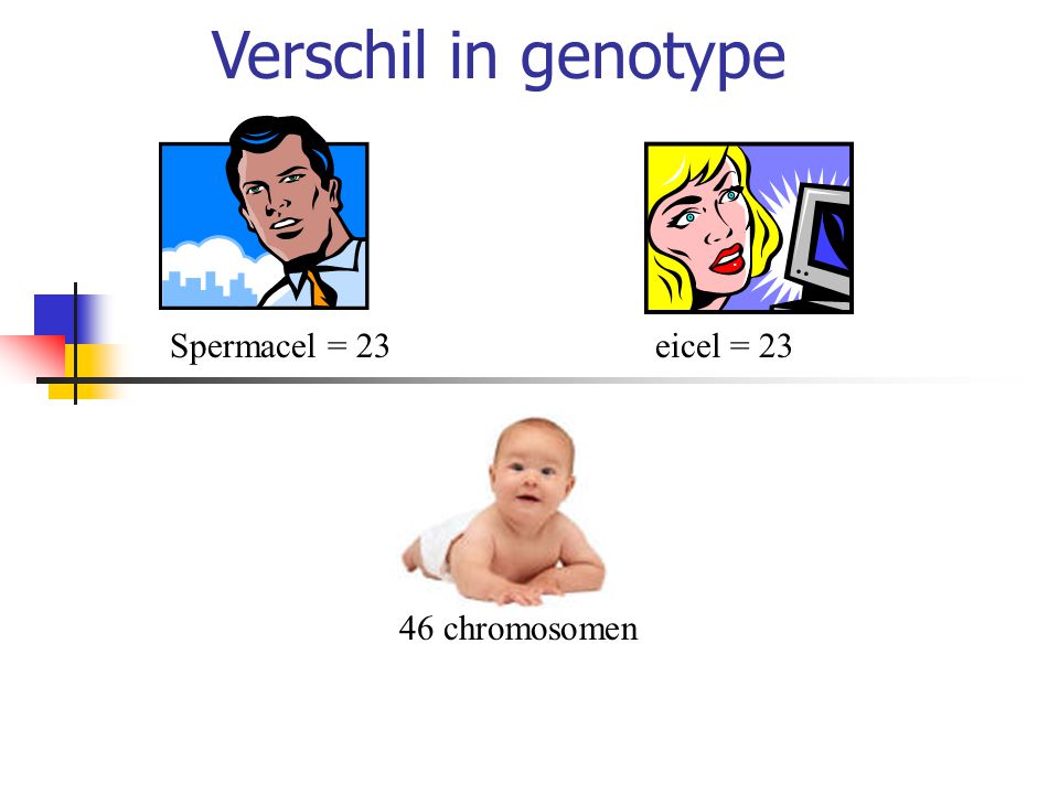 Verschil in genotype Spermacel = 23 eicel = chromosomen