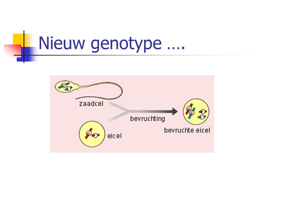 Nieuw genotype ….