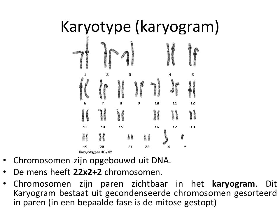 Karyotype (karyogram)