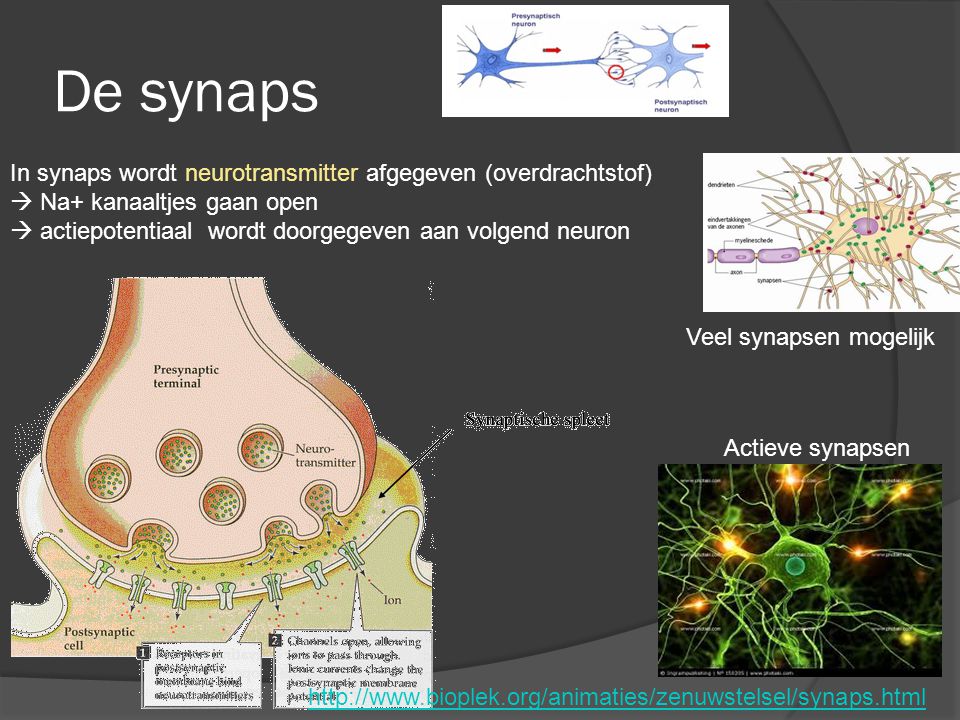 De synaps In synaps wordt neurotransmitter afgegeven (overdrachtstof)