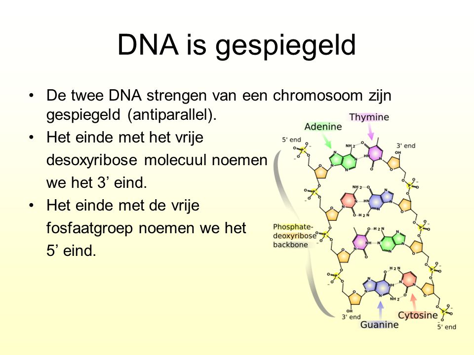 DNA is gespiegeld De twee DNA strengen van een chromosoom zijn gespiegeld (antiparallel). Het einde met het vrije.