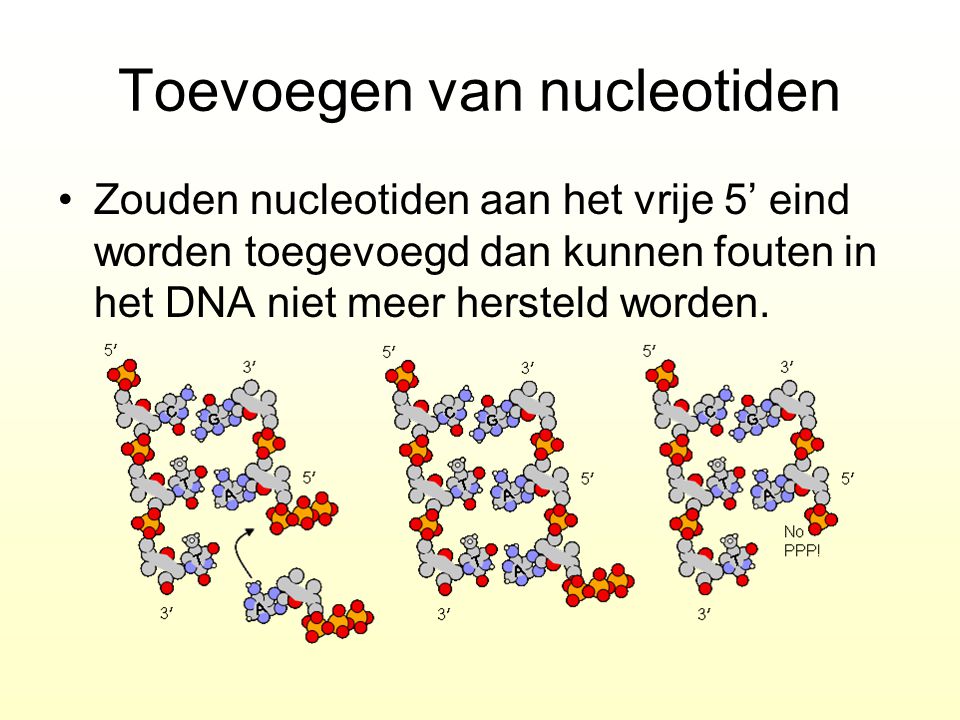 Toevoegen van nucleotiden