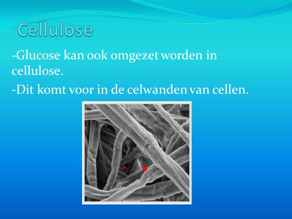 Cellulose -Glucose kan ook omgezet worden in cellulose.