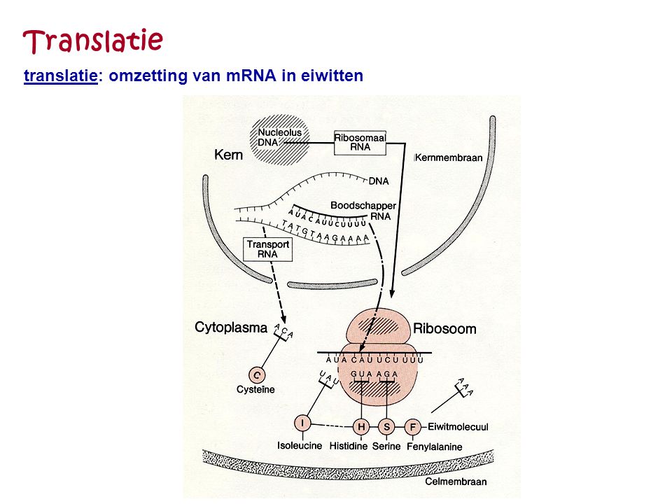 Translatie translatie: omzetting van mRNA in eiwitten