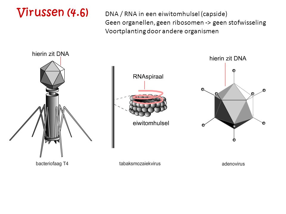 Virussen (4.6) DNA / RNA in een eiwitomhulsel (capside)