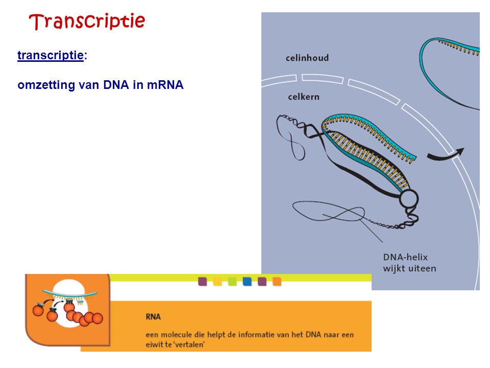 Transcriptie transcriptie: omzetting van DNA in mRNA