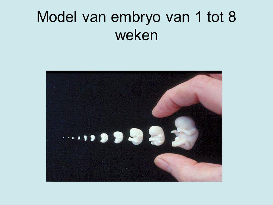 Model van embryo van 1 tot 8 weken