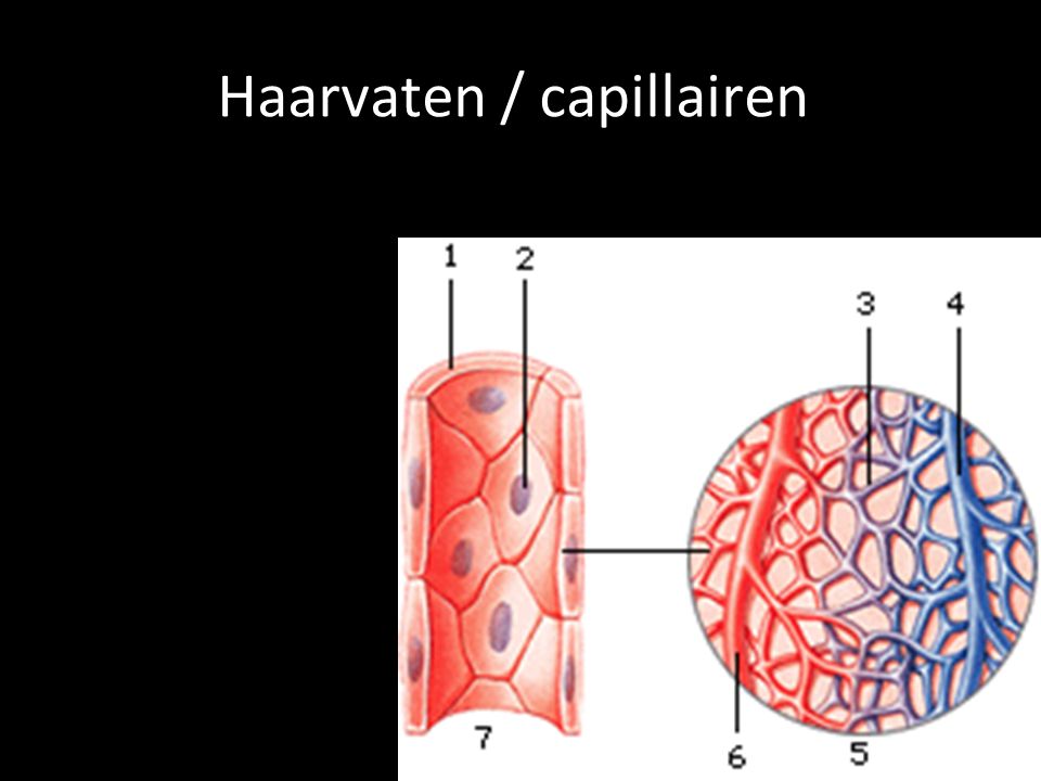Haarvaten / capillairen