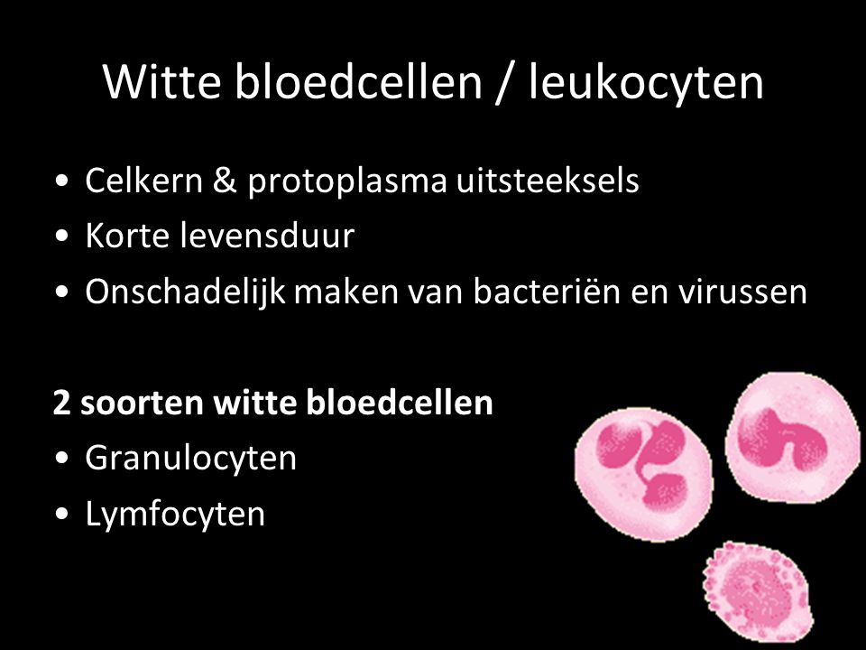 Witte bloedcellen / leukocyten