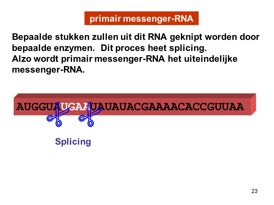 primair messenger-RNA