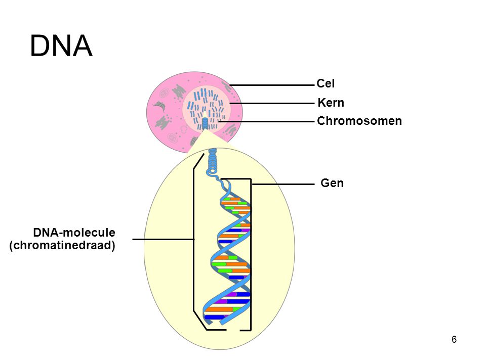 DNA Cel Kern Chromosomen Gen DNA-molecule (chromatinedraad)