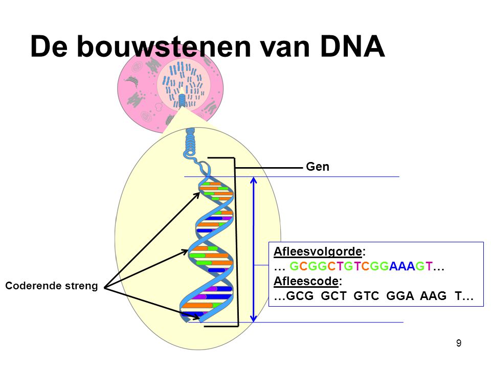 De bouwstenen van DNA Gen Afleesvolgorde: … GCGGCTGTCGGAAAGT…