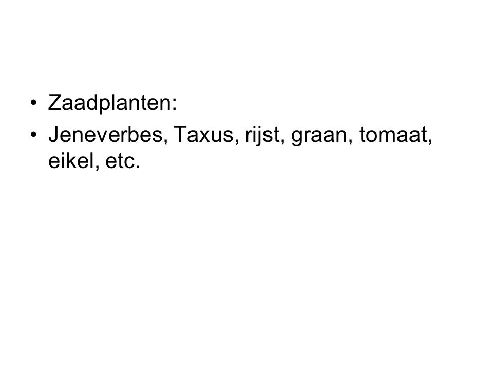 Zaadplanten: Jeneverbes, Taxus, rijst, graan, tomaat, eikel, etc.