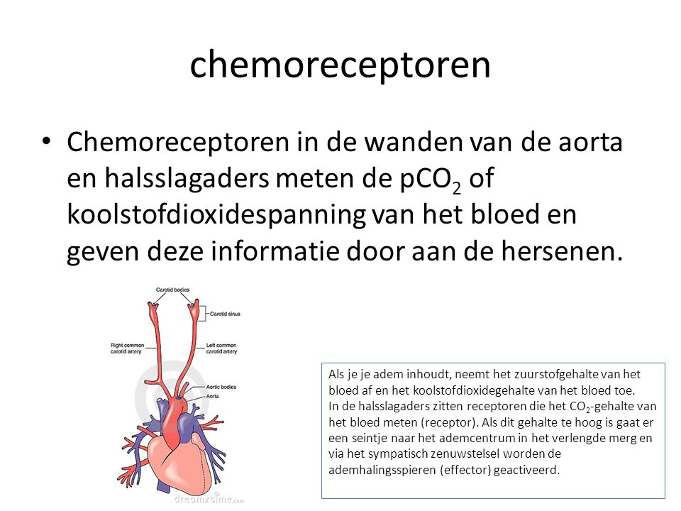 chemoreceptoren