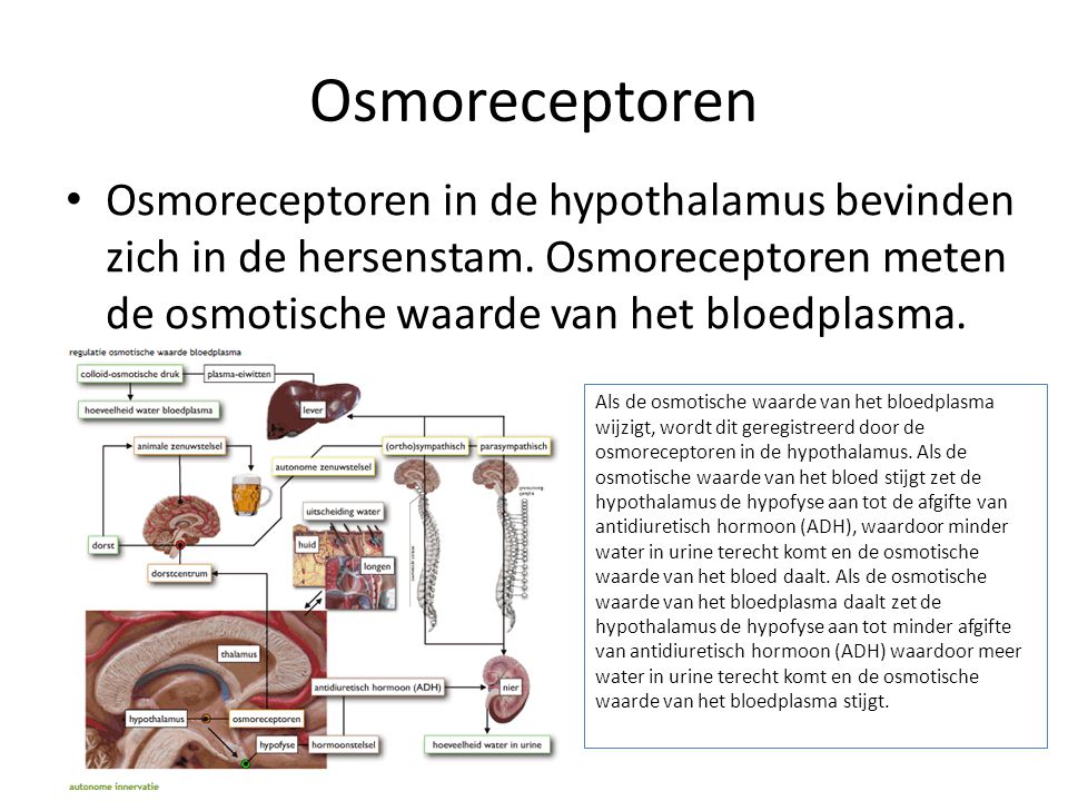 Osmoreceptoren Osmoreceptoren in de hypothalamus bevinden zich in de hersenstam. Osmoreceptoren meten de osmotische waarde van het bloedplasma.