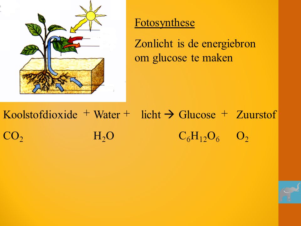 Fotosynthese Zonlicht is de energiebron om glucose te maken. Koolstofdioxide. CO2. + Water. H2O.