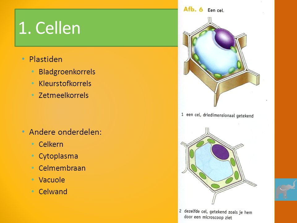 1. Cellen Plastiden Andere onderdelen: Bladgroenkorrels