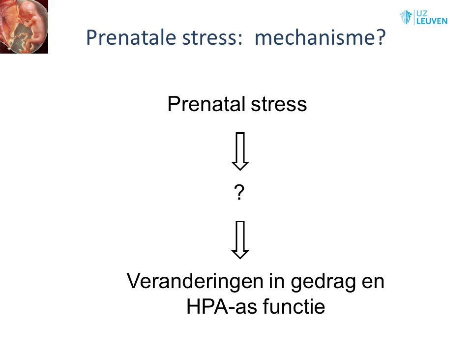 Prenatale stress: mechanisme