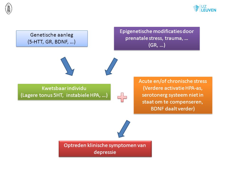 Epigenetische modificaties door prenatale stress, trauma, … (GR, …)