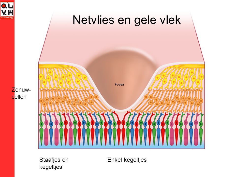 Netvlies en gele vlek Zenuw- cellen Staafjes en kegeltjes