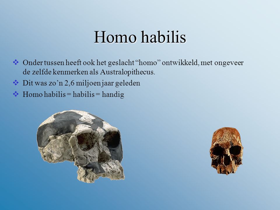 Homo habilis Onder tussen heeft ook het geslacht homo ontwikkeld, met ongeveer de zelfde kenmerken als Australopithecus.