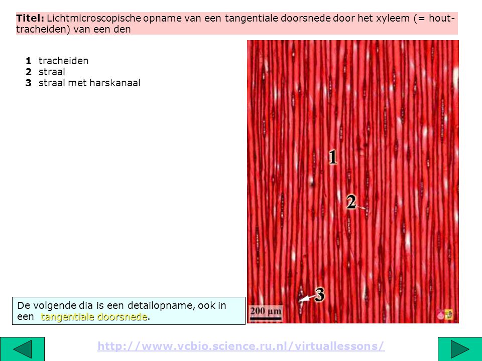 Titel: Lichtmicroscopische opname van een tangentiale doorsnede door het xyleem (= hout-tracheiden) van een den