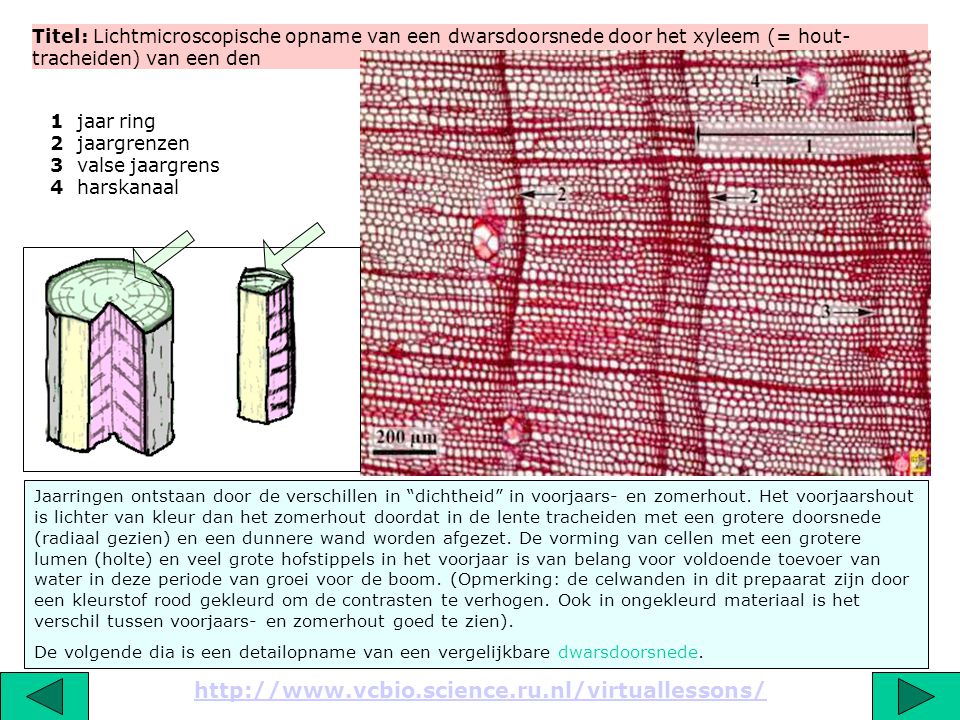 Titel: Lichtmicroscopische opname van een dwarsdoorsnede door het xyleem (= hout-tracheiden) van een den