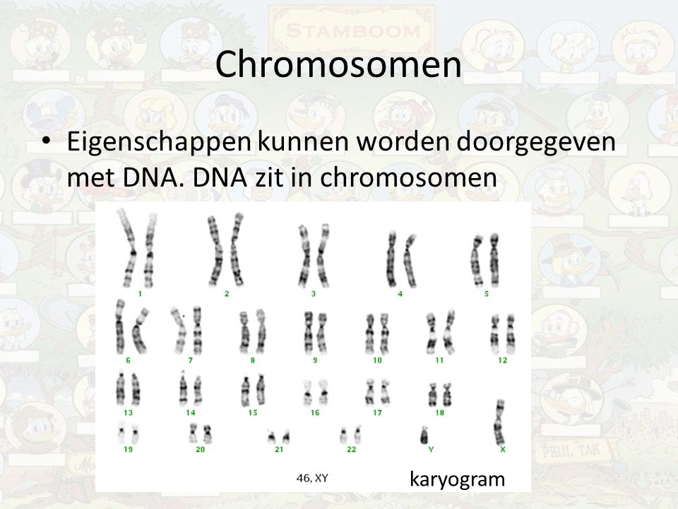 Chromosomen Eigenschappen kunnen worden doorgegeven met DNA. DNA zit in chromosomen karyogram