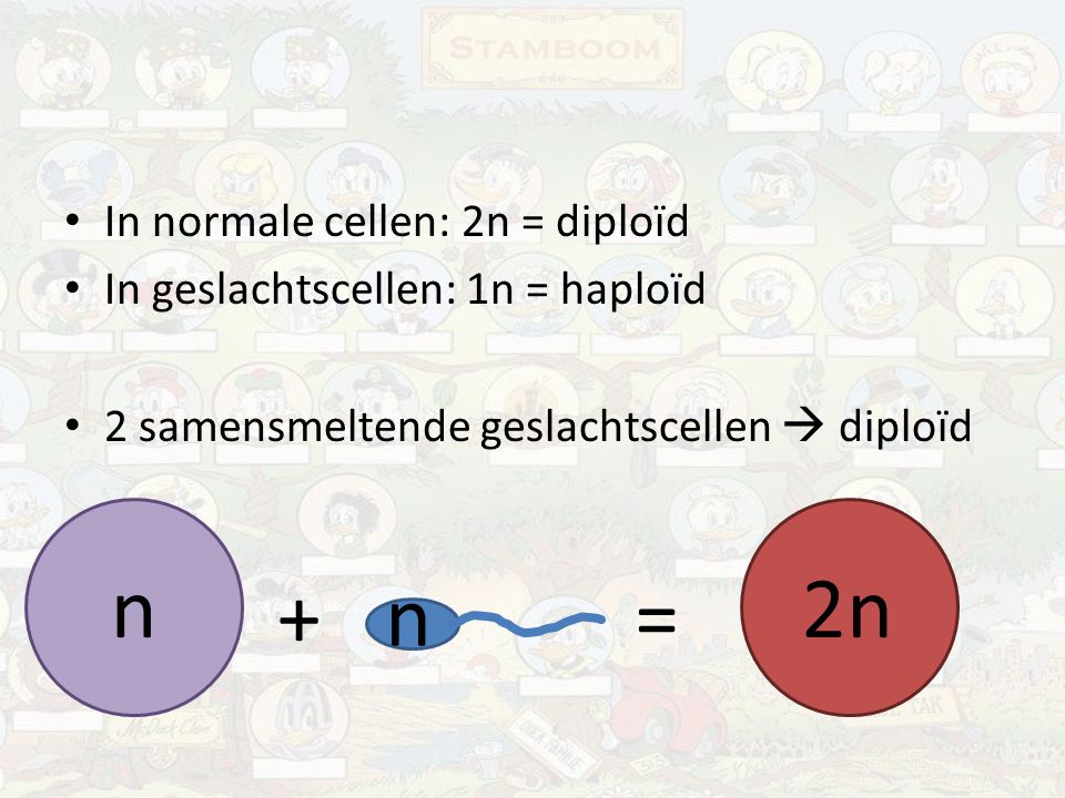 n 2n + n = In normale cellen: 2n = diploïd