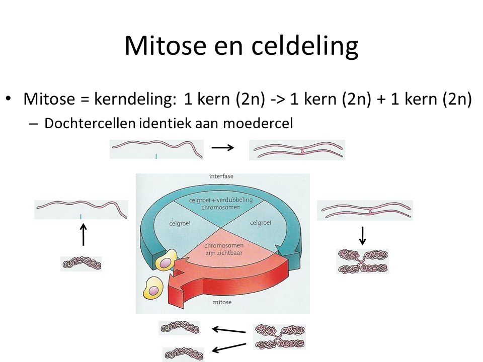 Mitose en celdeling Mitose = kerndeling: 1 kern (2n) -> 1 kern (2n) + 1 kern (2n) Dochtercellen identiek aan moedercel.