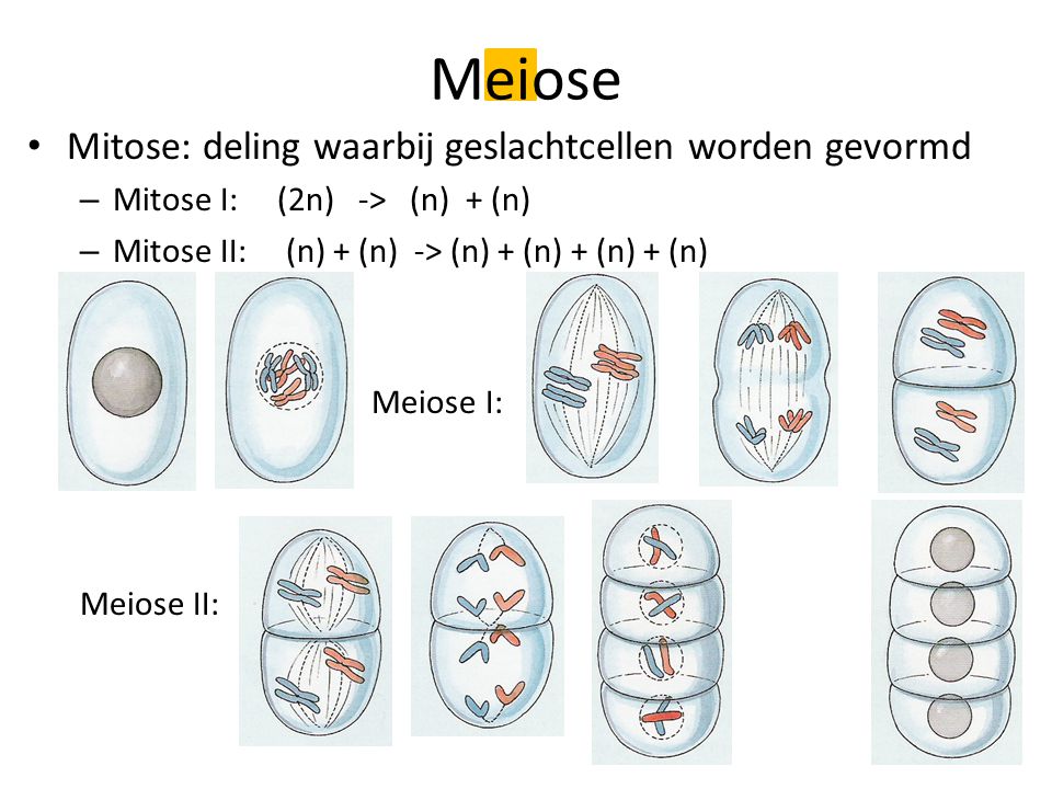 Meiose Mitose: deling waarbij geslachtcellen worden gevormd
