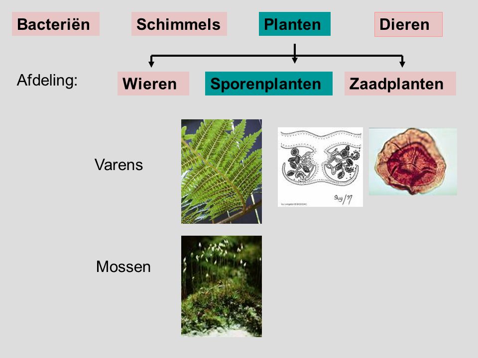 Bacteriën Schimmels Planten Dieren Afdeling: Wieren Sporenplanten Zaadplanten Varens Mossen