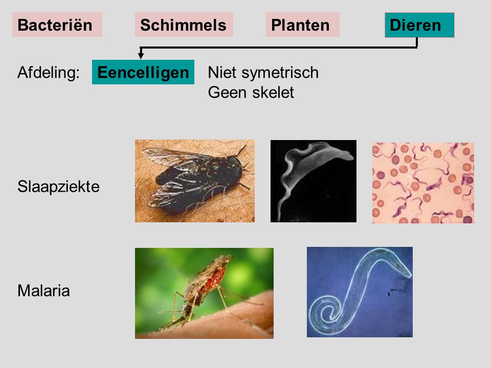 Bacteriën Schimmels. Planten. Dieren. Afdeling: Eencelligen. Niet symetrisch Geen skelet. Slaapziekte.