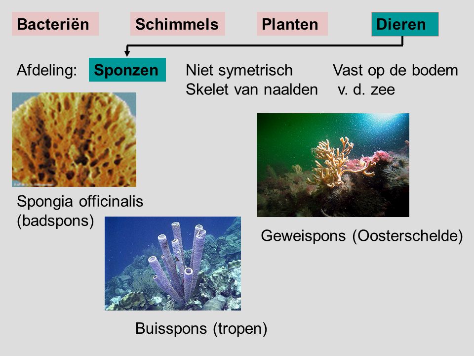 Bacteriën Schimmels. Planten. Dieren. Afdeling: Sponzen. Niet symetrisch Vast op de bodem Skelet van naalden v. d. zee.
