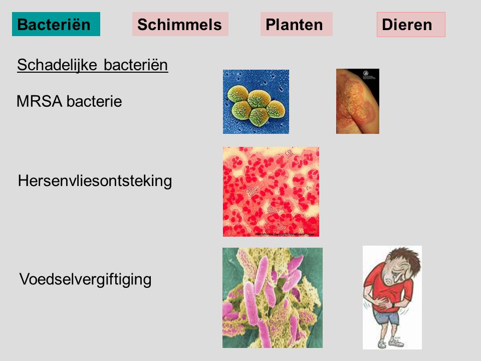 Bacteriën Schimmels. Planten. Dieren. Schadelijke bacteriën. MRSA bacterie. Hersenvliesontsteking.