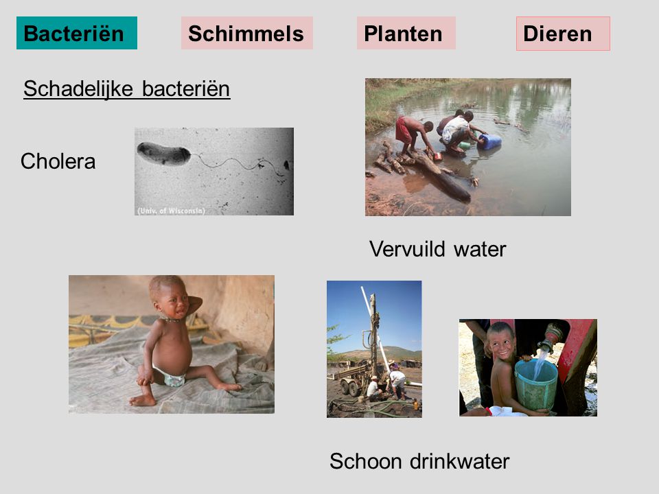 Bacteriën Schimmels Planten Dieren Schadelijke bacteriën Cholera Vervuild water Schoon drinkwater
