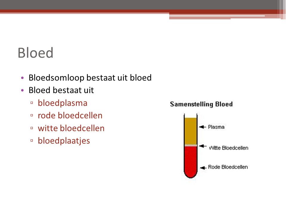 Bloed Bloedsomloop bestaat uit bloed Bloed bestaat uit bloedplasma