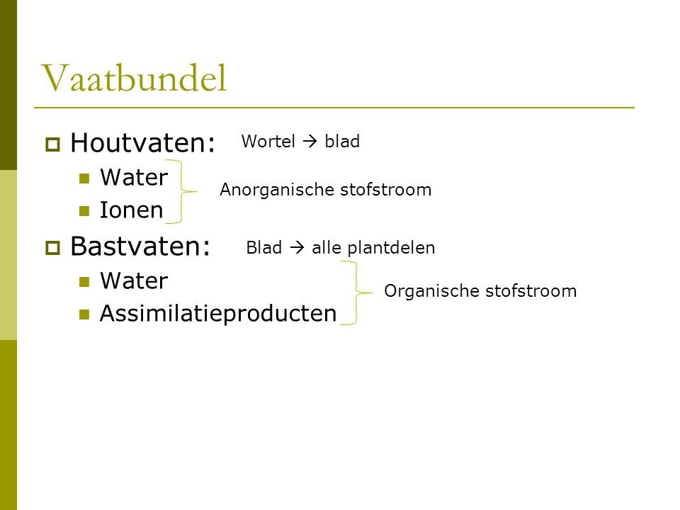 Vaatbundel Houtvaten: Bastvaten: Water Ionen Assimilatieproducten
