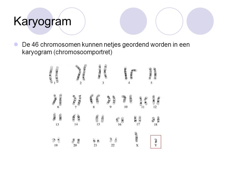 Karyogram De 46 chromosomen kunnen netjes geordend worden in een karyogram (chromosoomportret)